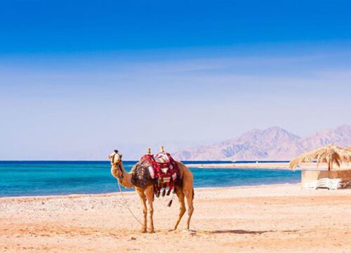 Hurghada Quad- und Buggy Meerblick, Kamel bei Sonnenaufgang